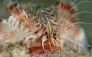 Red Tipped Fireworm close up on face. .. notice, the mout... by Suzan Meldonian 